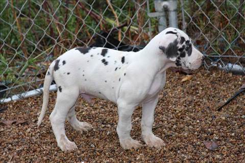 IMG_1092-new-puppy.jpg